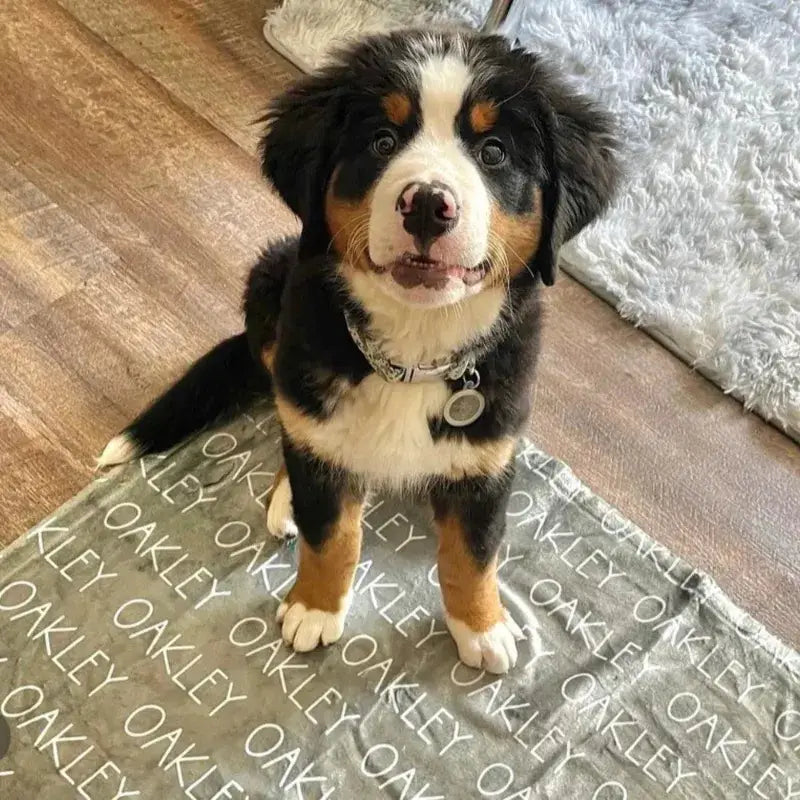 Un Border Collie aux oreilles dressées et marquages noir et blanc assis sur un plaid personnalisé gris-vert avec "OAKLEY" en blanc répété
