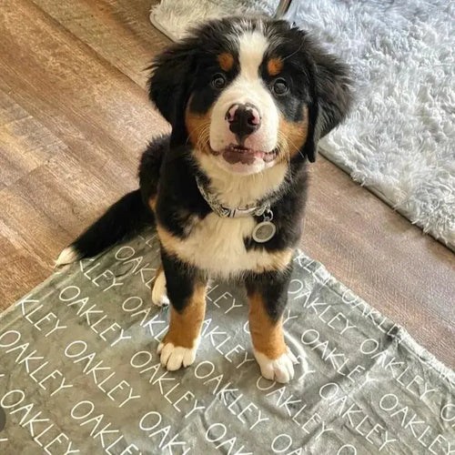 Un Border Collie aux oreilles dressées et marquages noir et blanc assis sur un plaid personnalisé gris-vert avec "OAKLEY" en blanc répété
