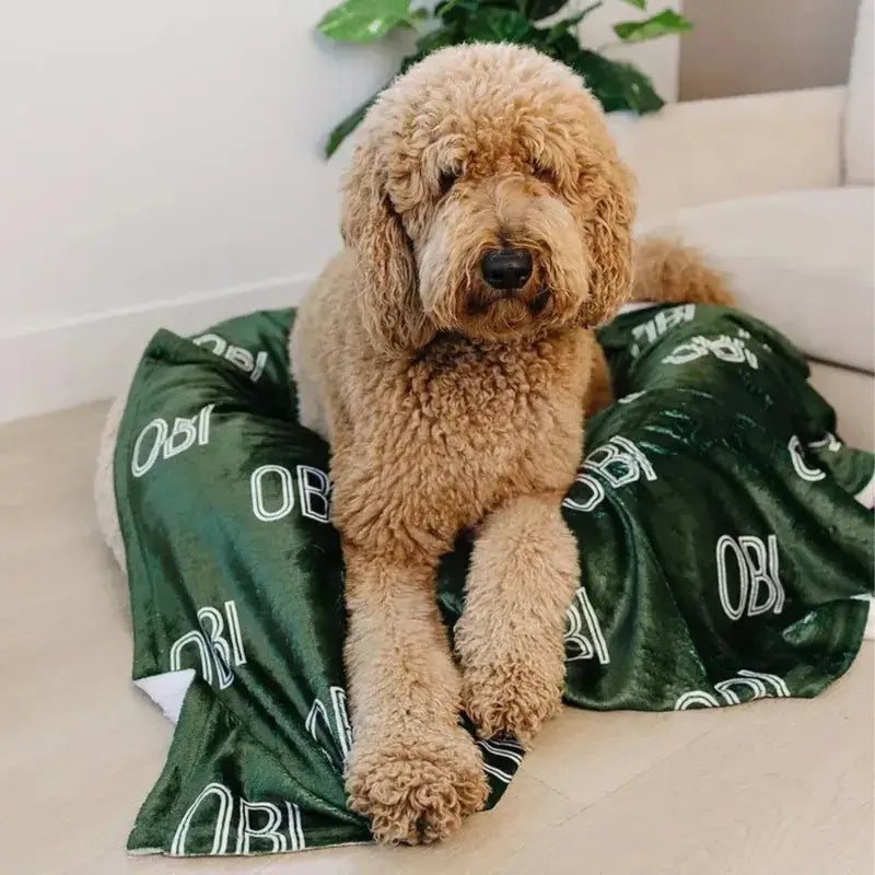 Un Doodle aux poils bouclés couleur crème assis sur un plaid personnalisé vert foncé avec "OBI" imprimé en blanc